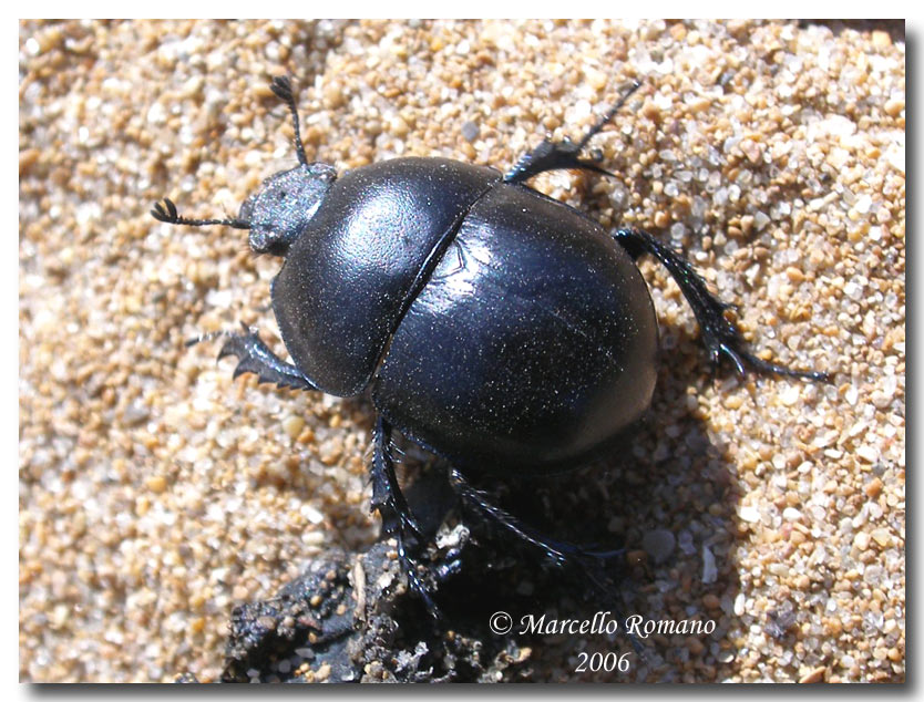 Ritratti (4°): Jekelius marginatus (Col. Geotrupidae)